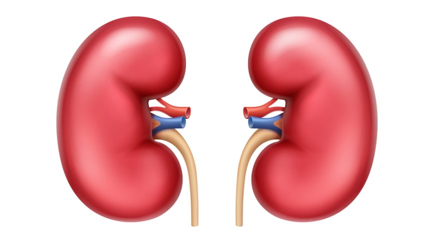 Kidney Awareness Campaign: How healthy are your kidneys?