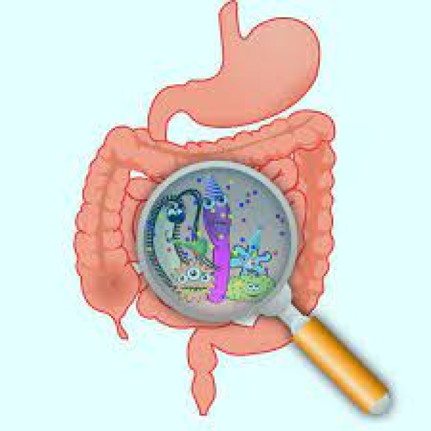 An Overview of the Gut Microbiome: Understanding the Importance of Your Gut Bacteria