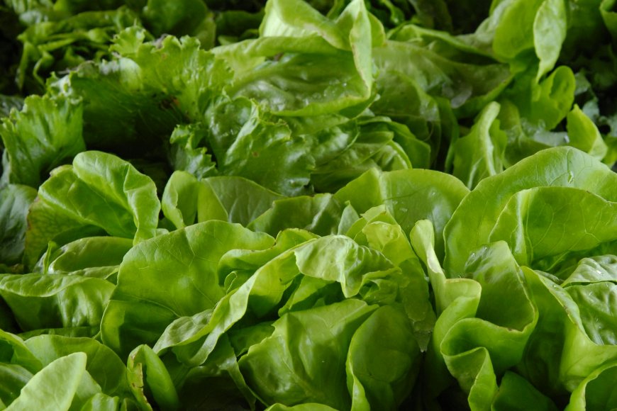 Green Leafy Vegetables :The Fountain of Youth